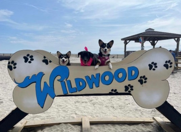 Wildwood Dog Park & Beach