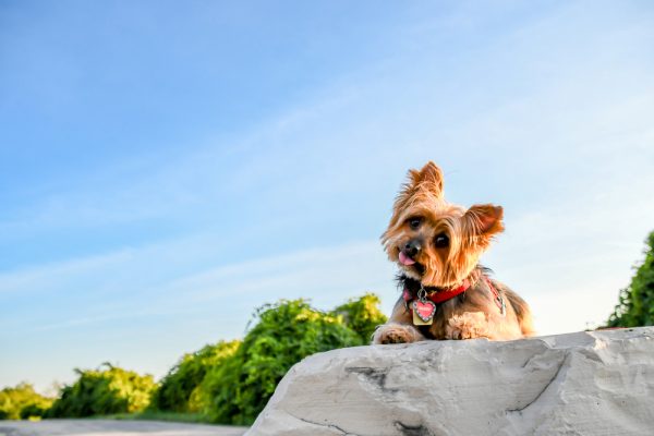 Yorkshire Terrier with a dog tag