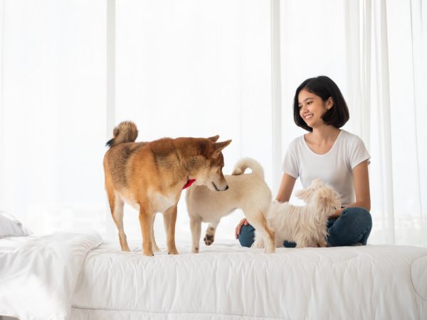 Young woman on a bed with three dogs