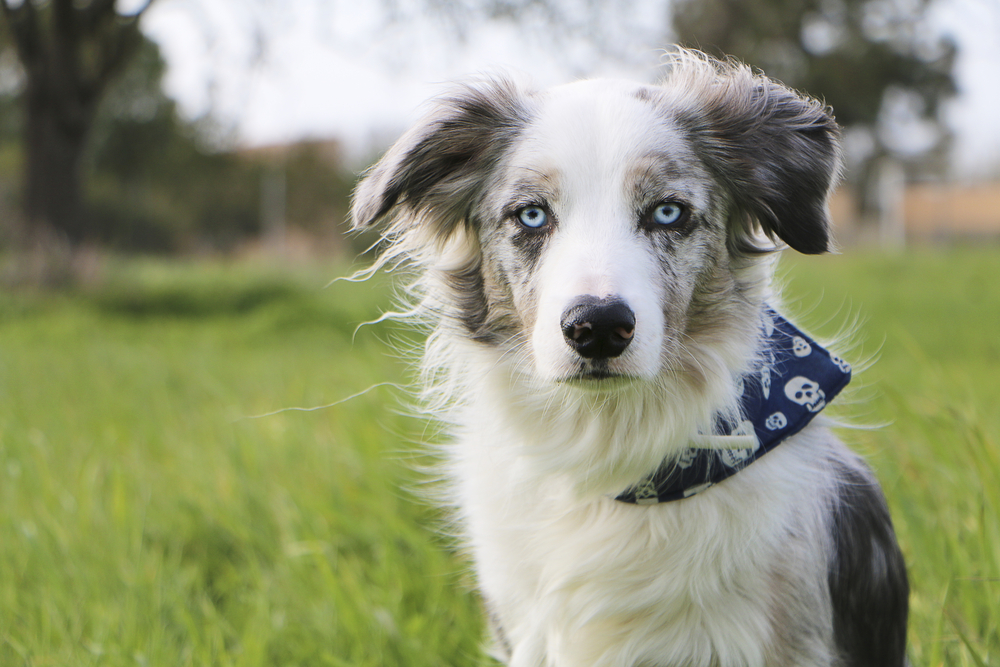 a blue merle border collie with blue eyes