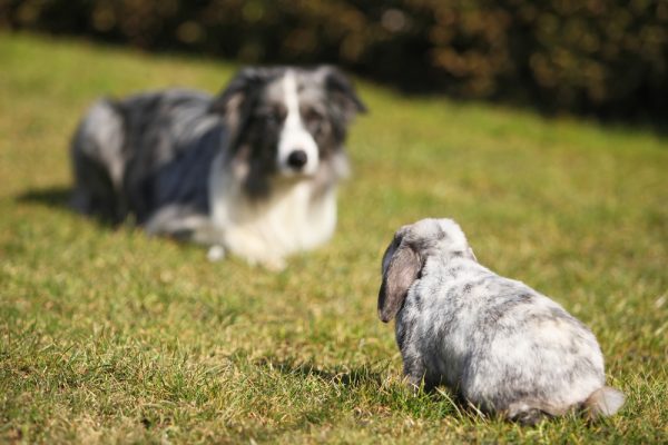 a border collie and a rabbit outdoors