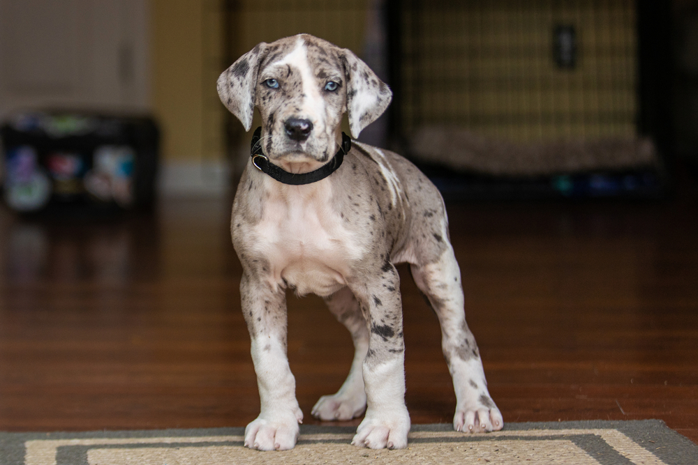 a merle great dane puppy with blue eyes
