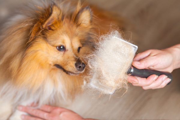 a shetland sheepdog shedding a lot