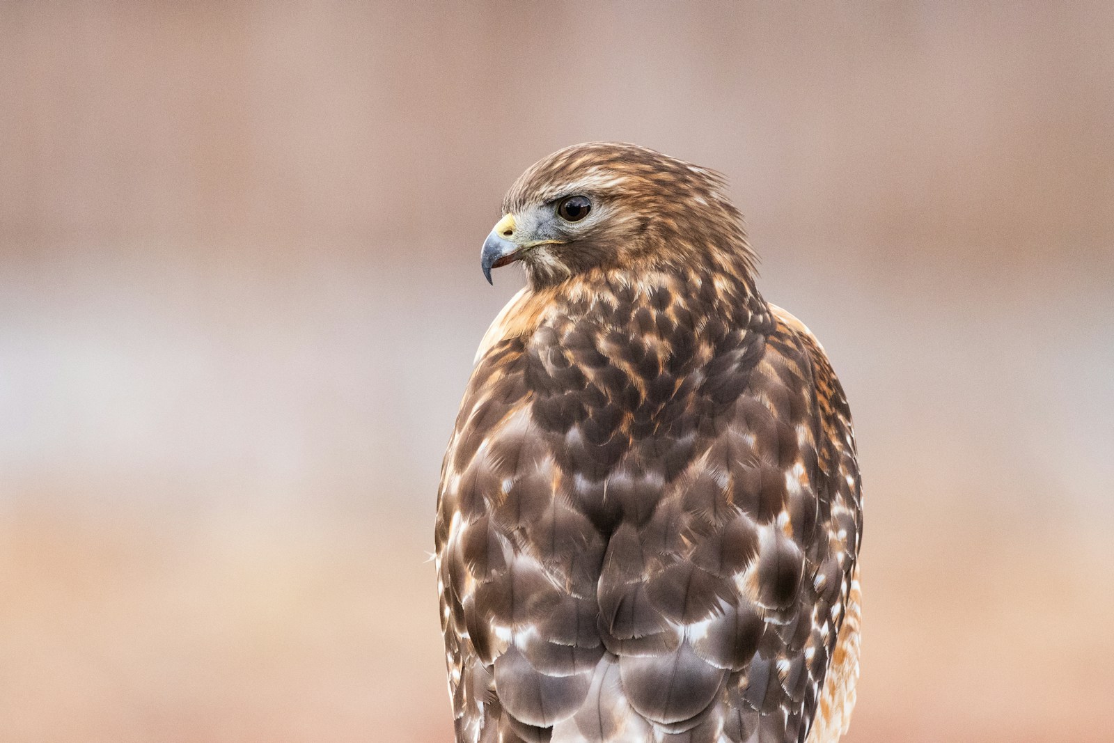 Hawks brown and white in close up photography