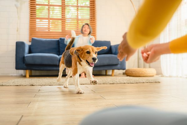 Beagle puppy running towards a person inside the house