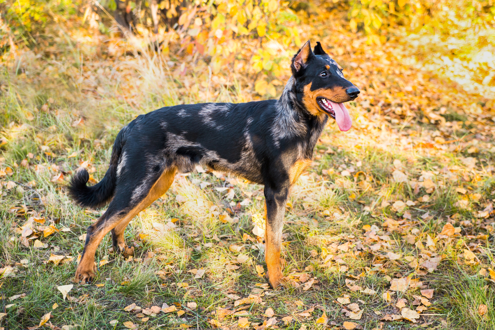 beauceron dog standing outside