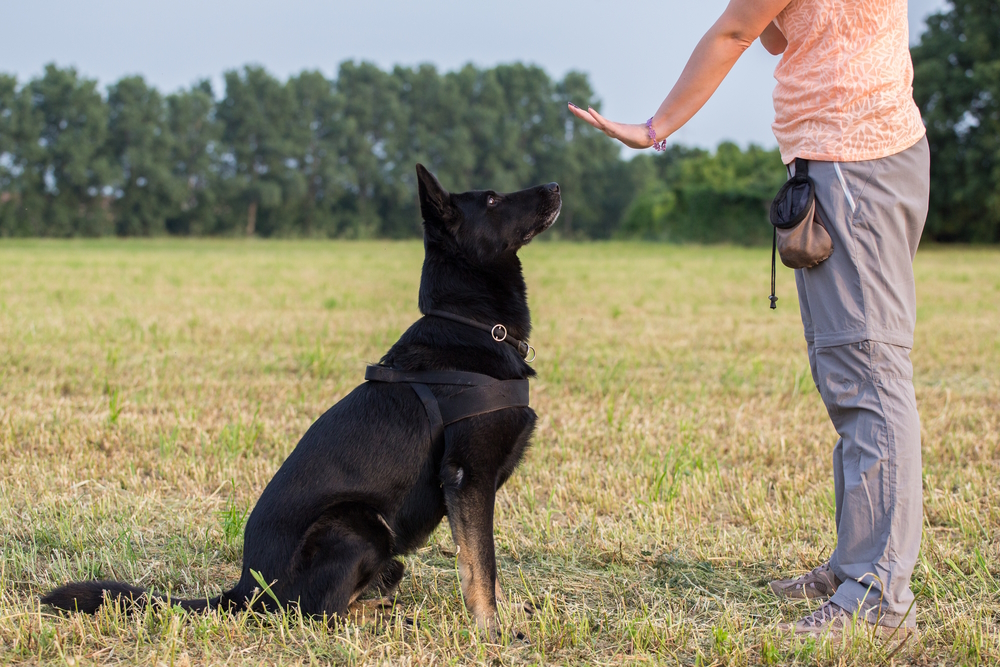 black-german-shepherd-dog-training