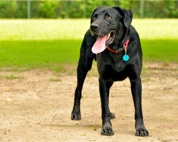 black-labrador-retriever-wearing-red-collar