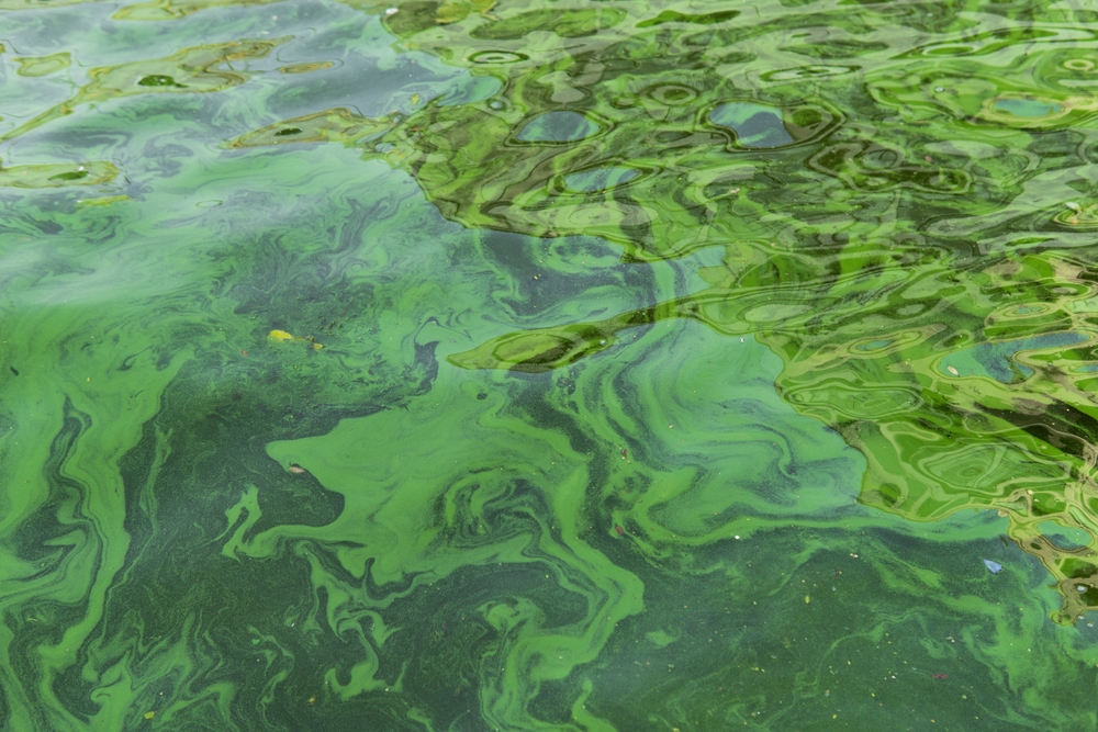 blue-green algae - Cyanobacteria