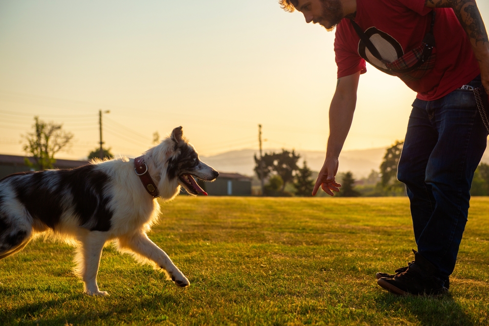 border-collie-dog-training