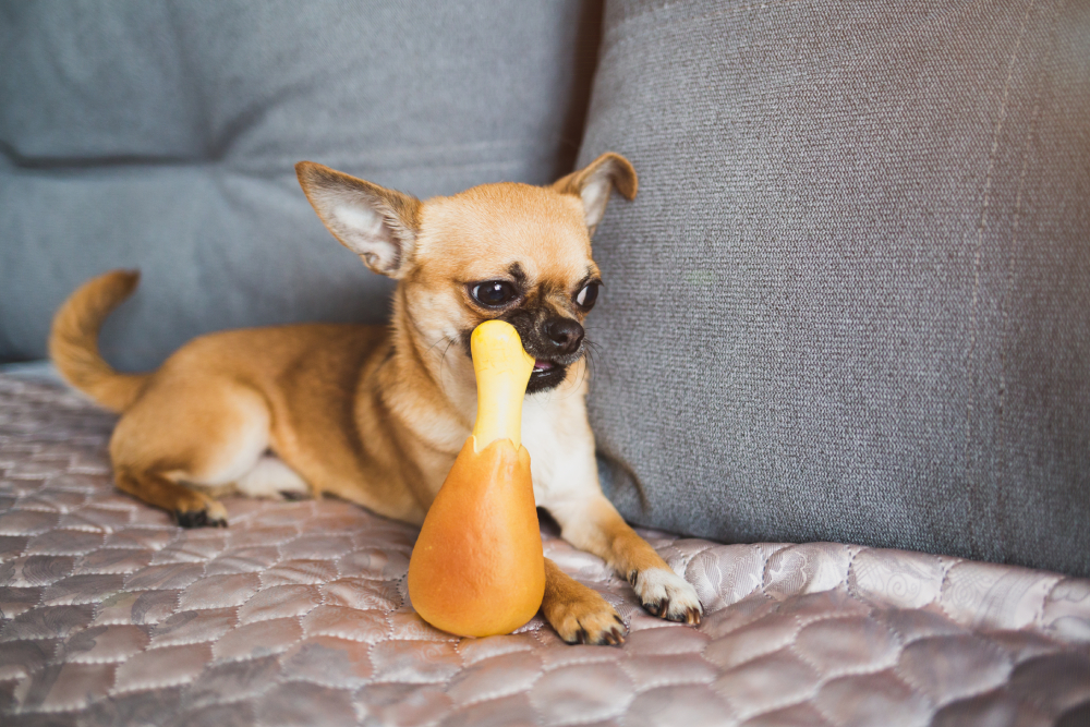 brown chihuahua plays on the couch with his rubber toy