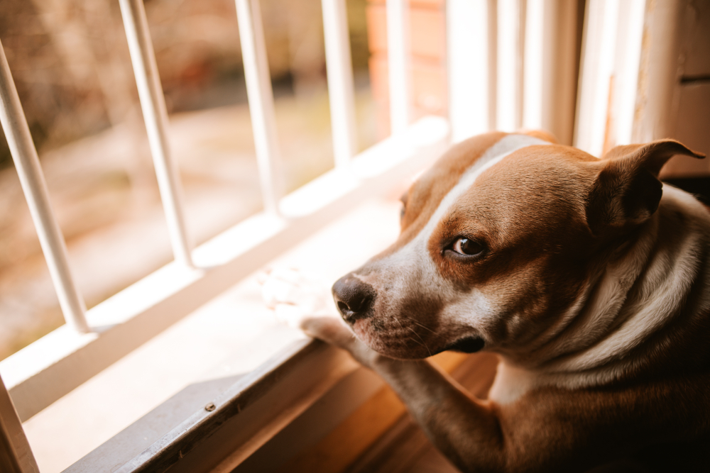 brown dog stands outside the window