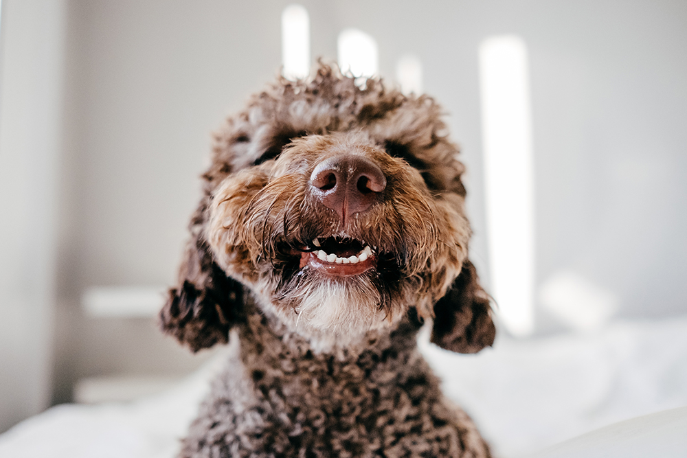 Brown Spanish Water Dog smiling