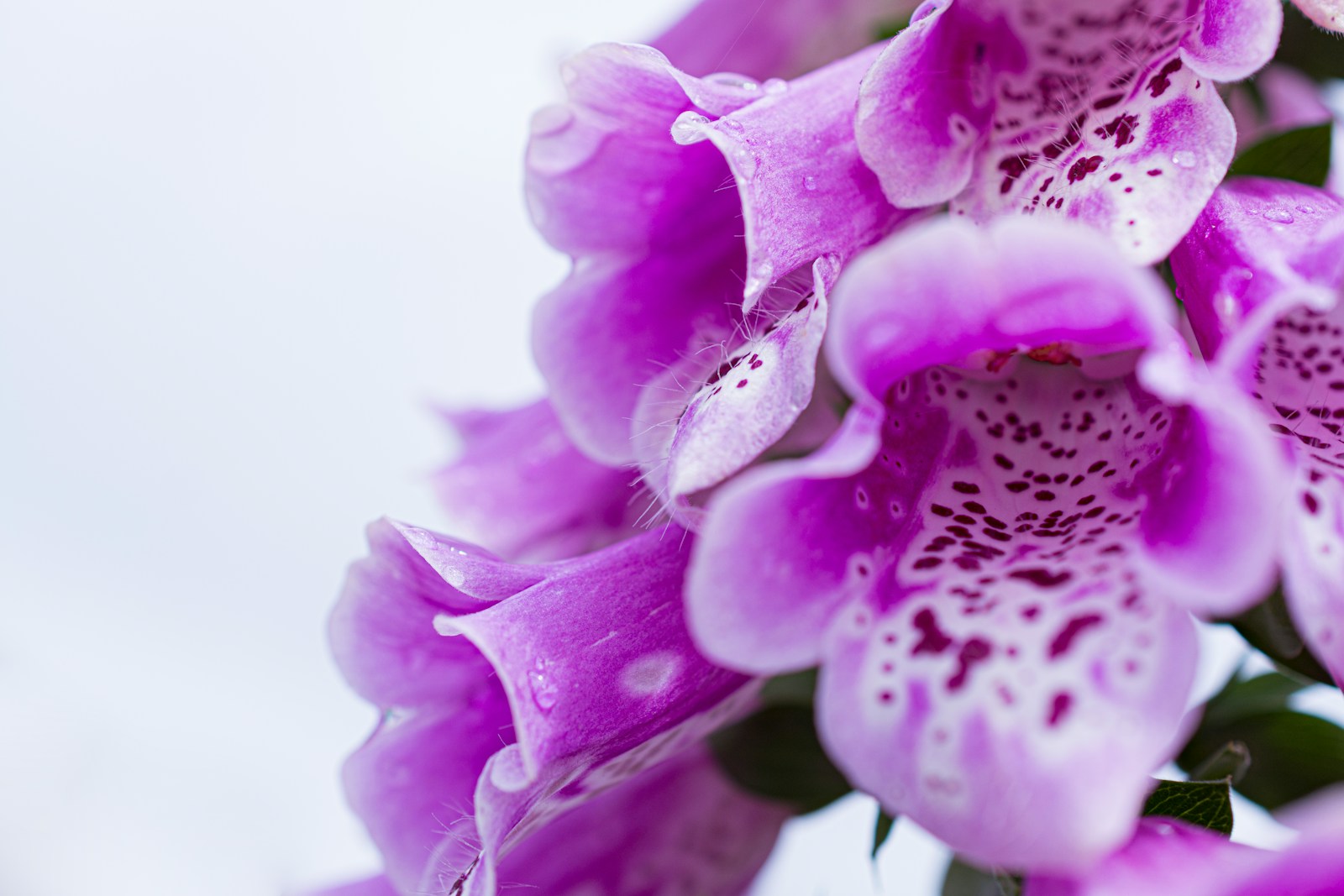 Foxglove purple petaled flowers