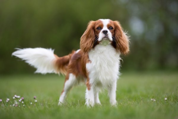 cavalier-king-charles-spaniel-dog-on-the-grass