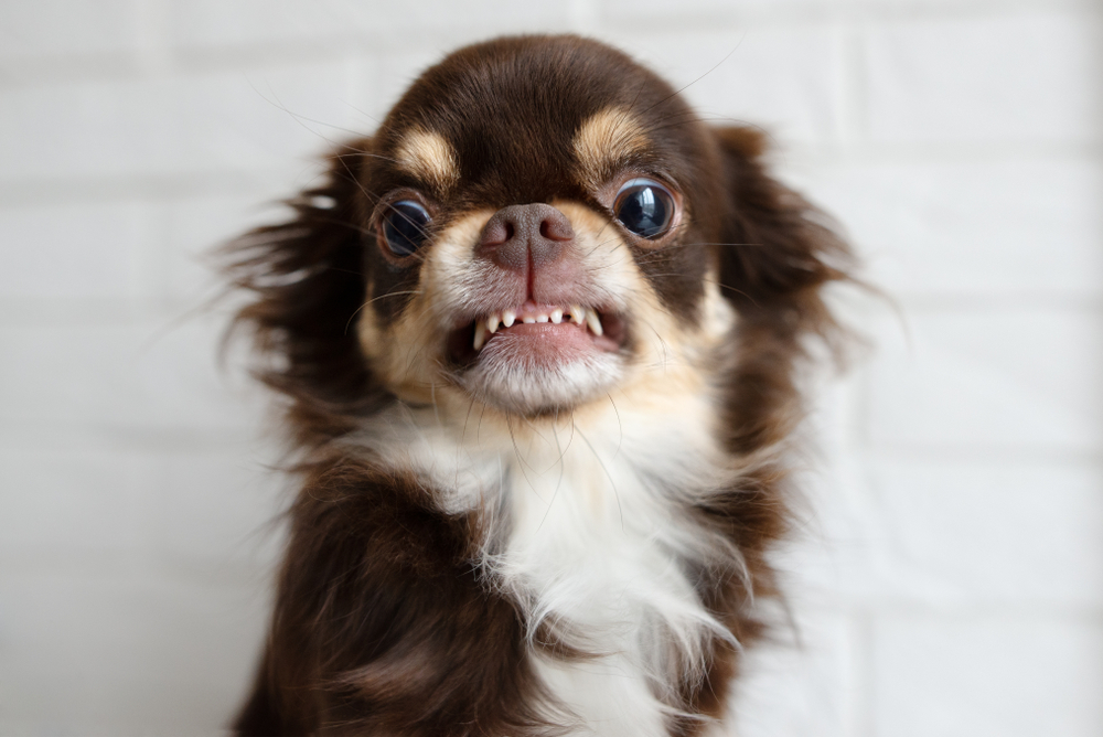 chihuahua dog snarling teeth