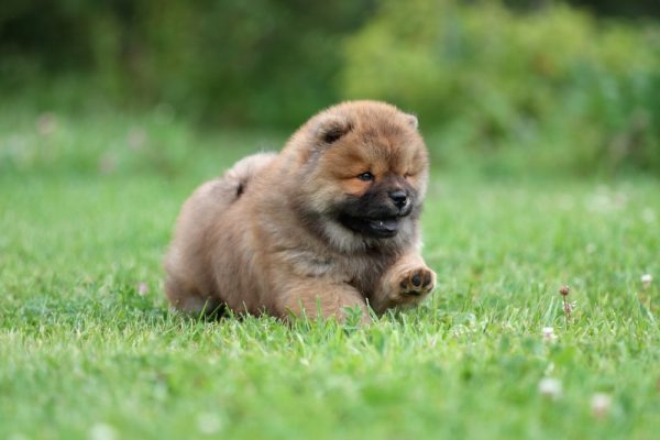 chow-chow-puppy-walking-on-the-grass
