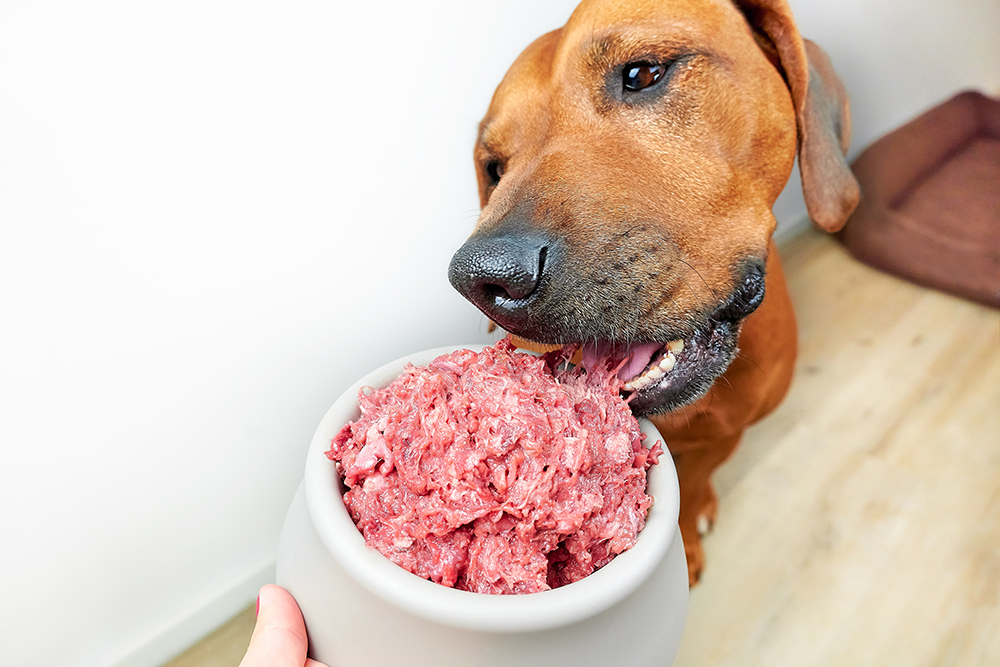 close up brown dog eating raw food