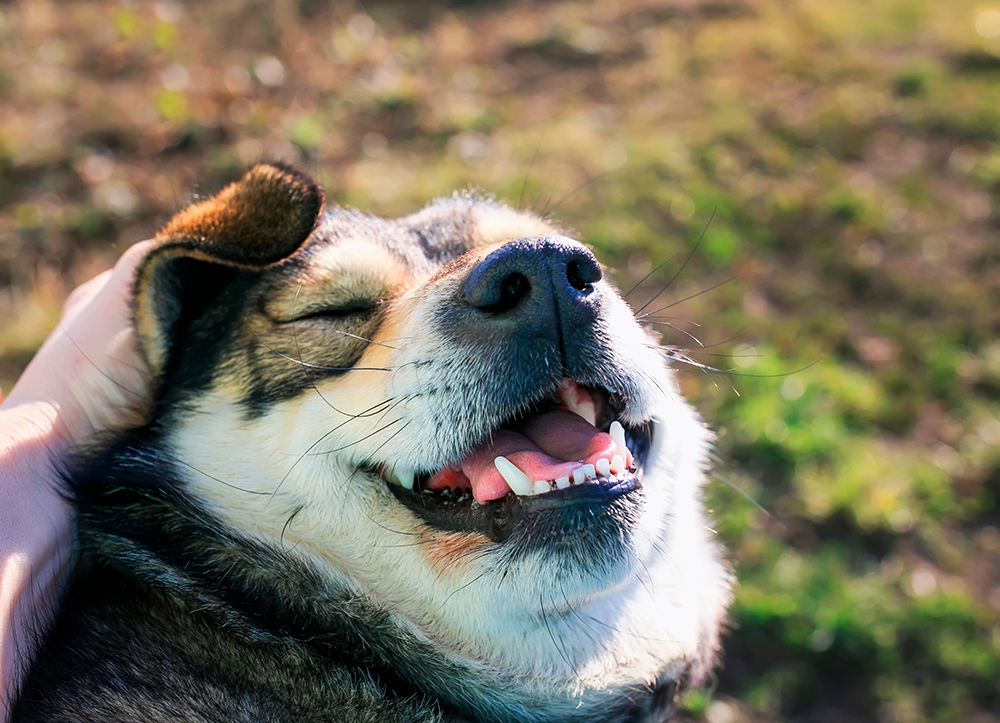 close up hand rubbing dog's ear making him happy
