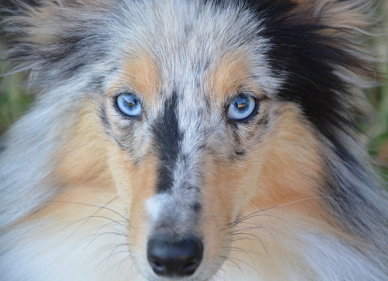 close up of a shetland sheepdog's blue eyes