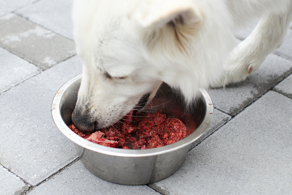 close up white dog eating raw food