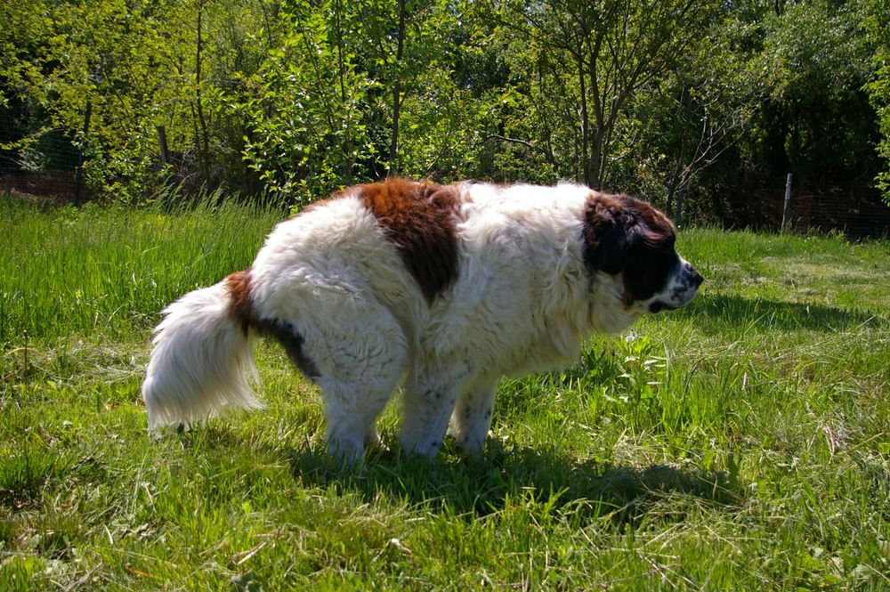 constipated dog trying to poop in the backyard