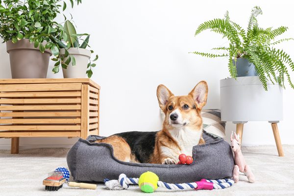 corgi lying in dog bed surrounded with pet accessories