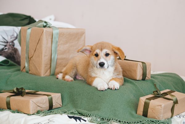 corgi-puppy-lying-on-bed-near-gift-boxes