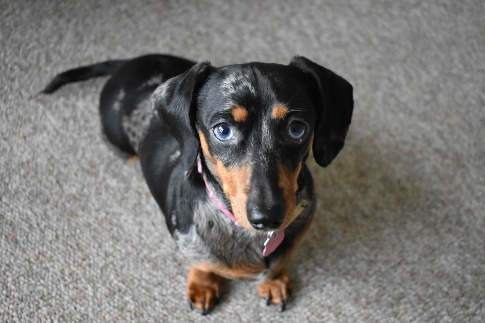 cute dappled dachshund with blue eyes