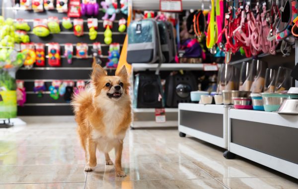 cute-dog-walking-in-pet-shop