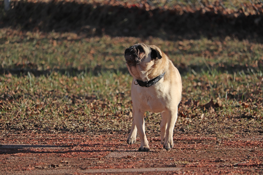 cute pug barking while the sun sets