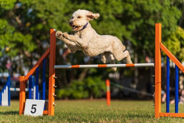 dog at an agility competition