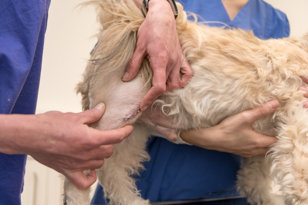 dog at the veterinarian at the follow-up check on the wound on the leg