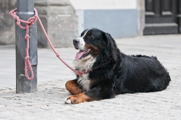 dog being tethered to a post