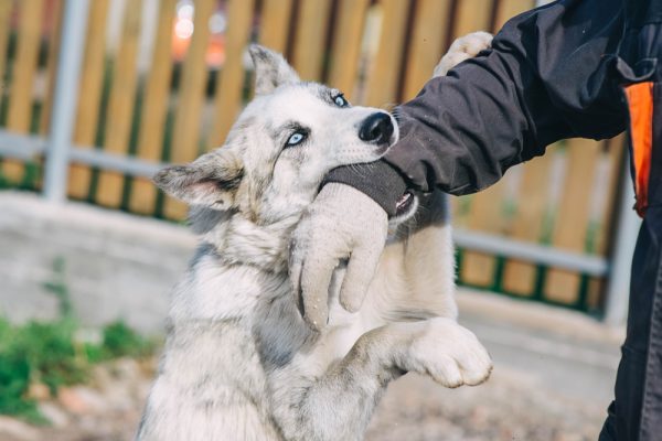 dog-biting-mans-hand