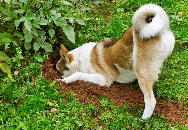 dog digging in the backyard
