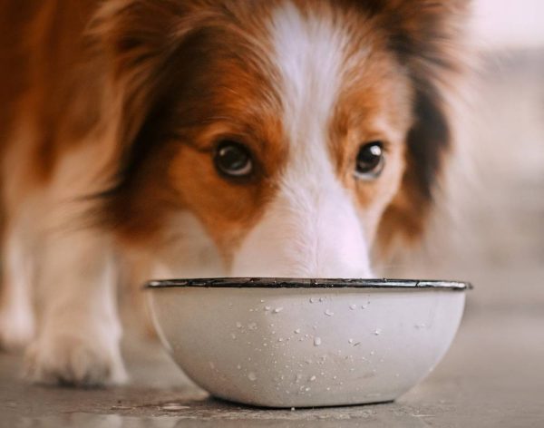 dog drinking from bowl