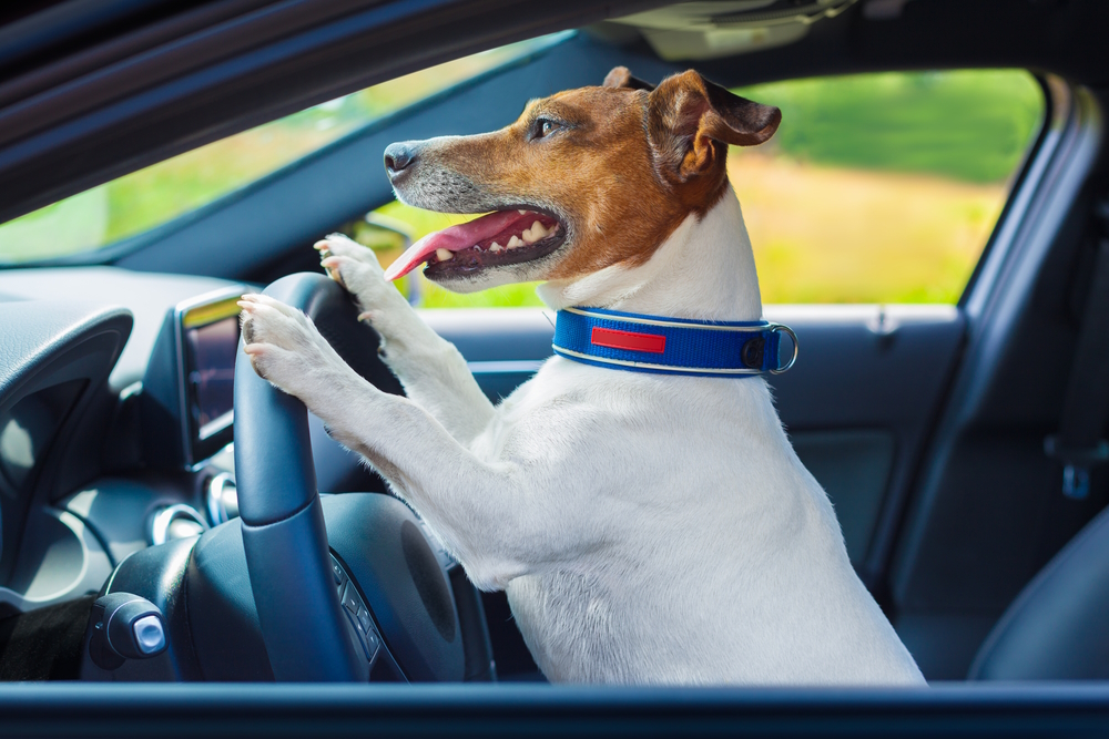 dog-driving-a-steering-wheel-in-a-racing-car