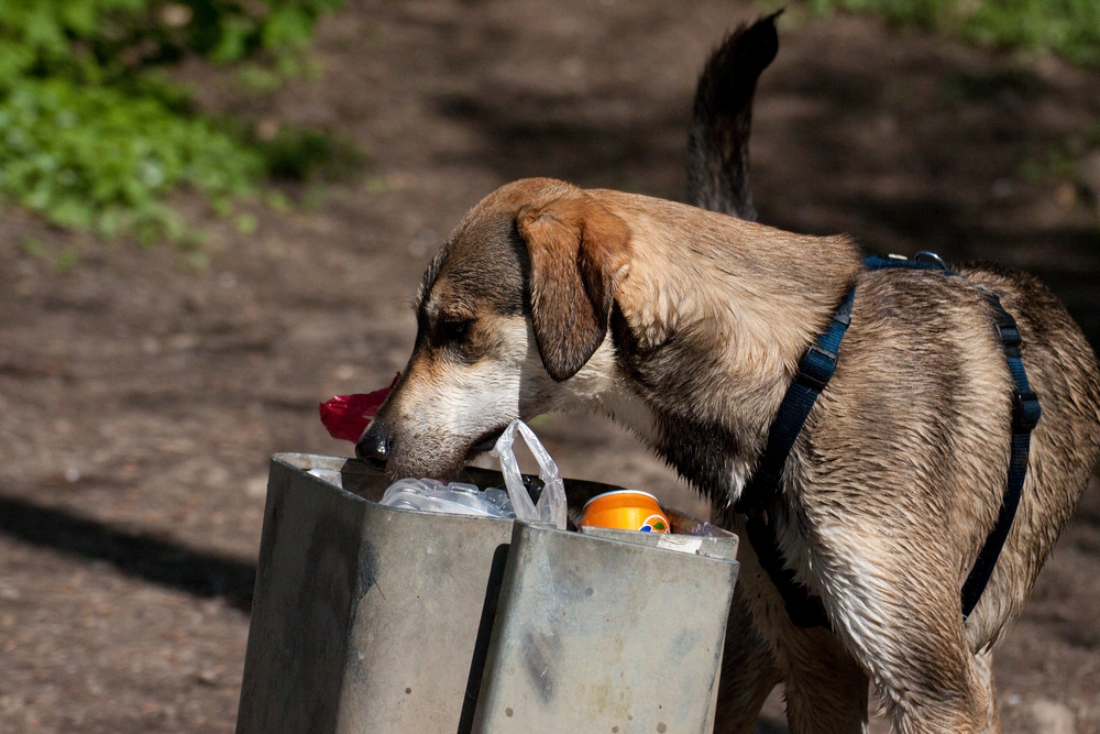 dog eating from trash can