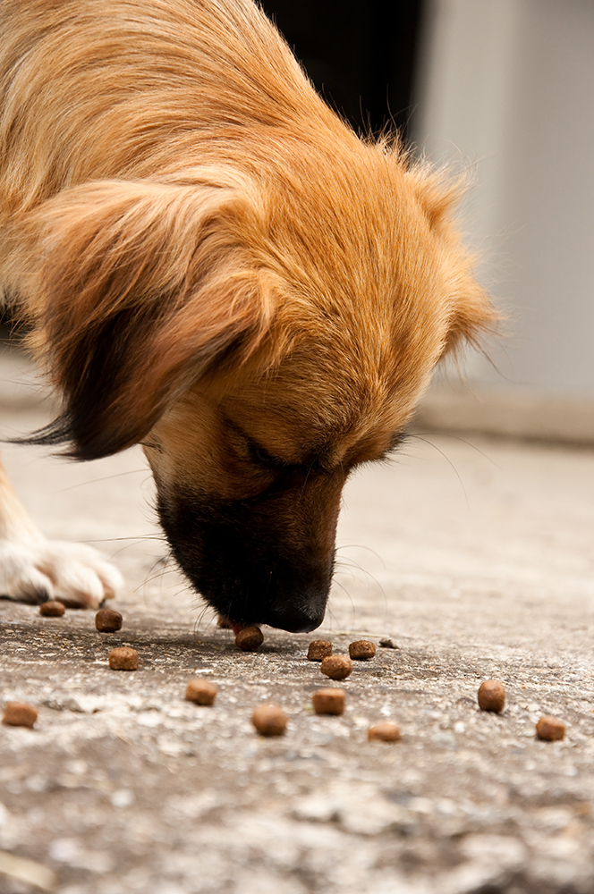 dog eating scattered food on the floor