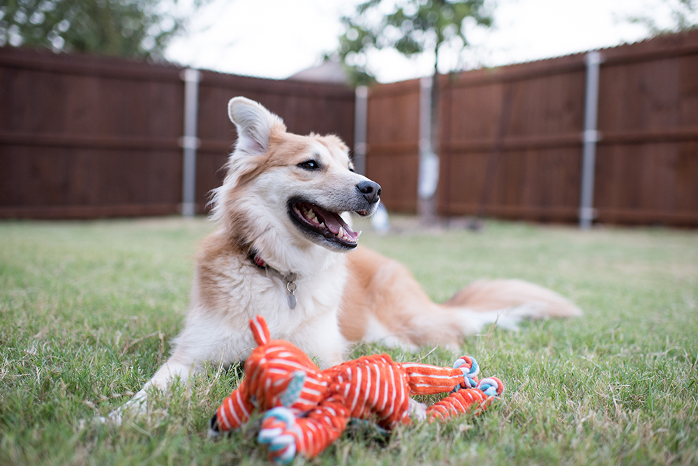 Dog in the fenced Backyard with Toy