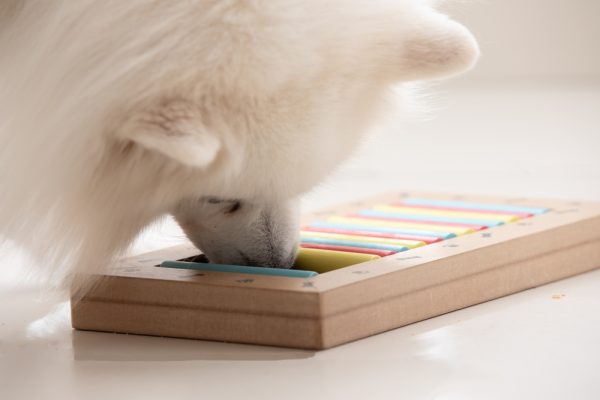 Why Do Dogs Beg for Food? 4 Reasons & How to Prevent This Behavior (Vet