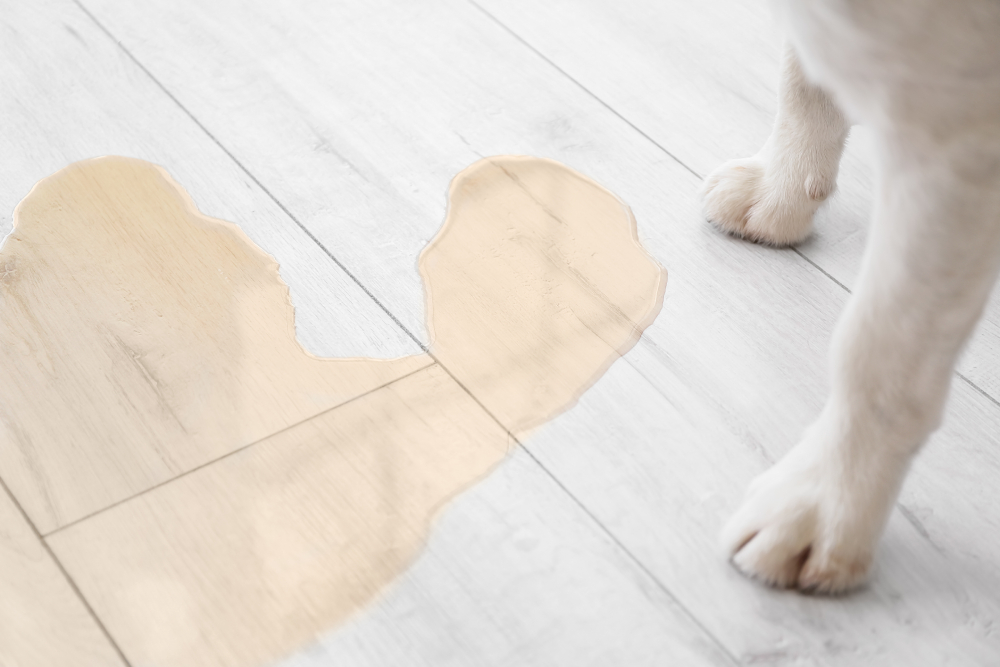 dog near a wet pee spot on the floor closeup