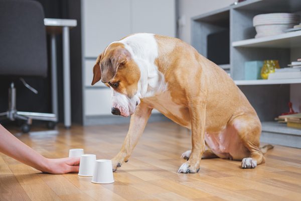 Dog playing shell game with her human