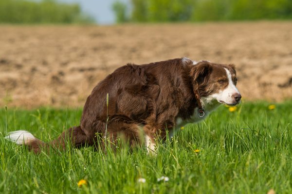 Dog pooping in the meadow