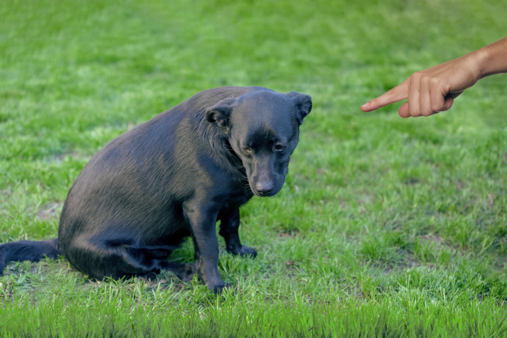 dog potty train