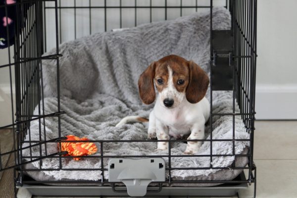 dog puppy crate