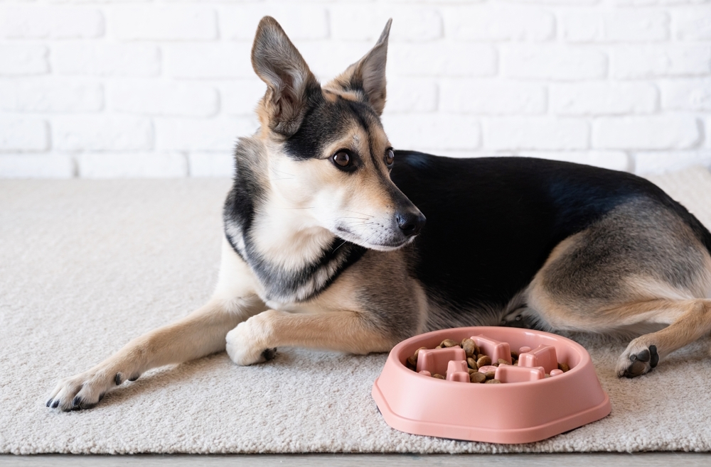 dog-resting-near-slow-feeding-bowl