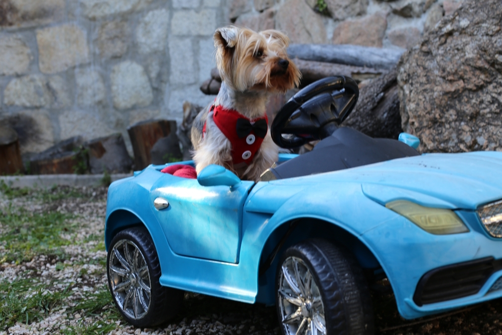 dog-riding-in-a-sports-car