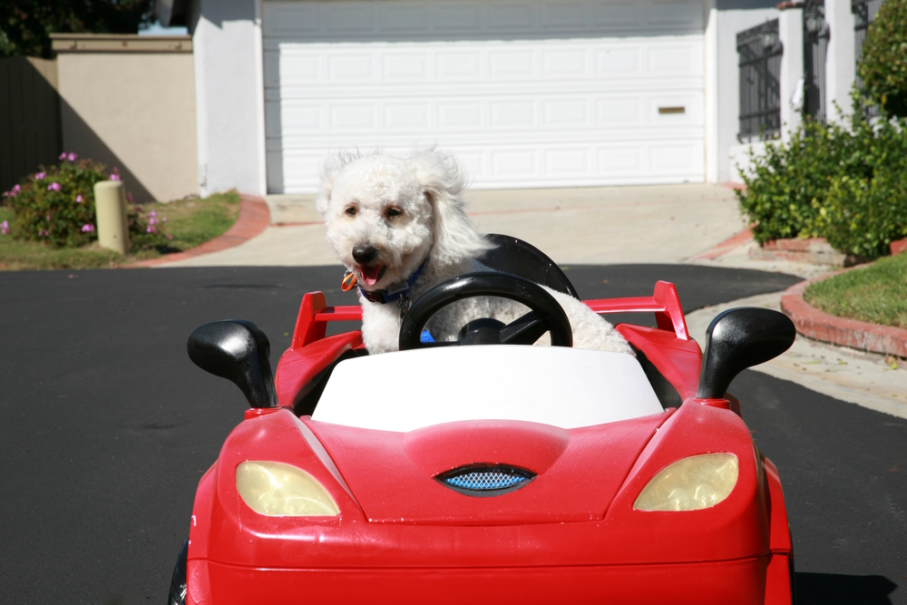 dog-riding-on-a-red-sports-car
